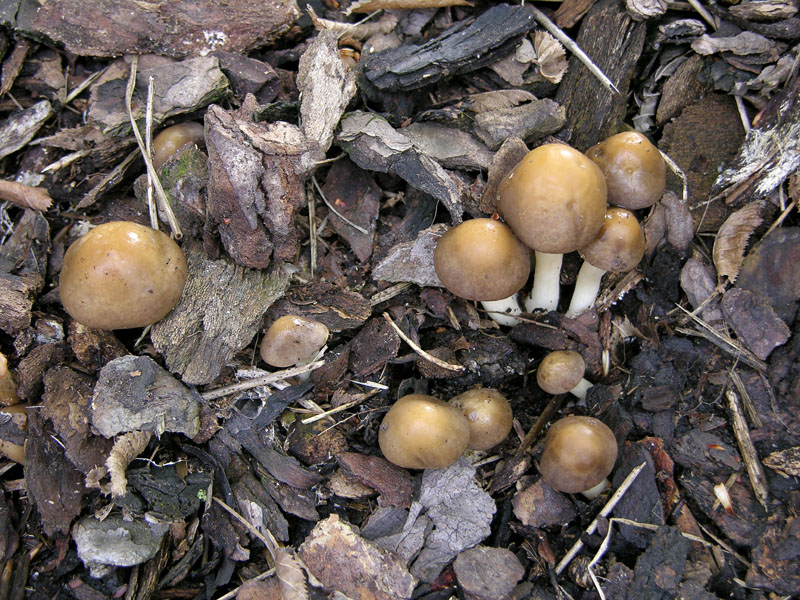 Agrocybe praecox.